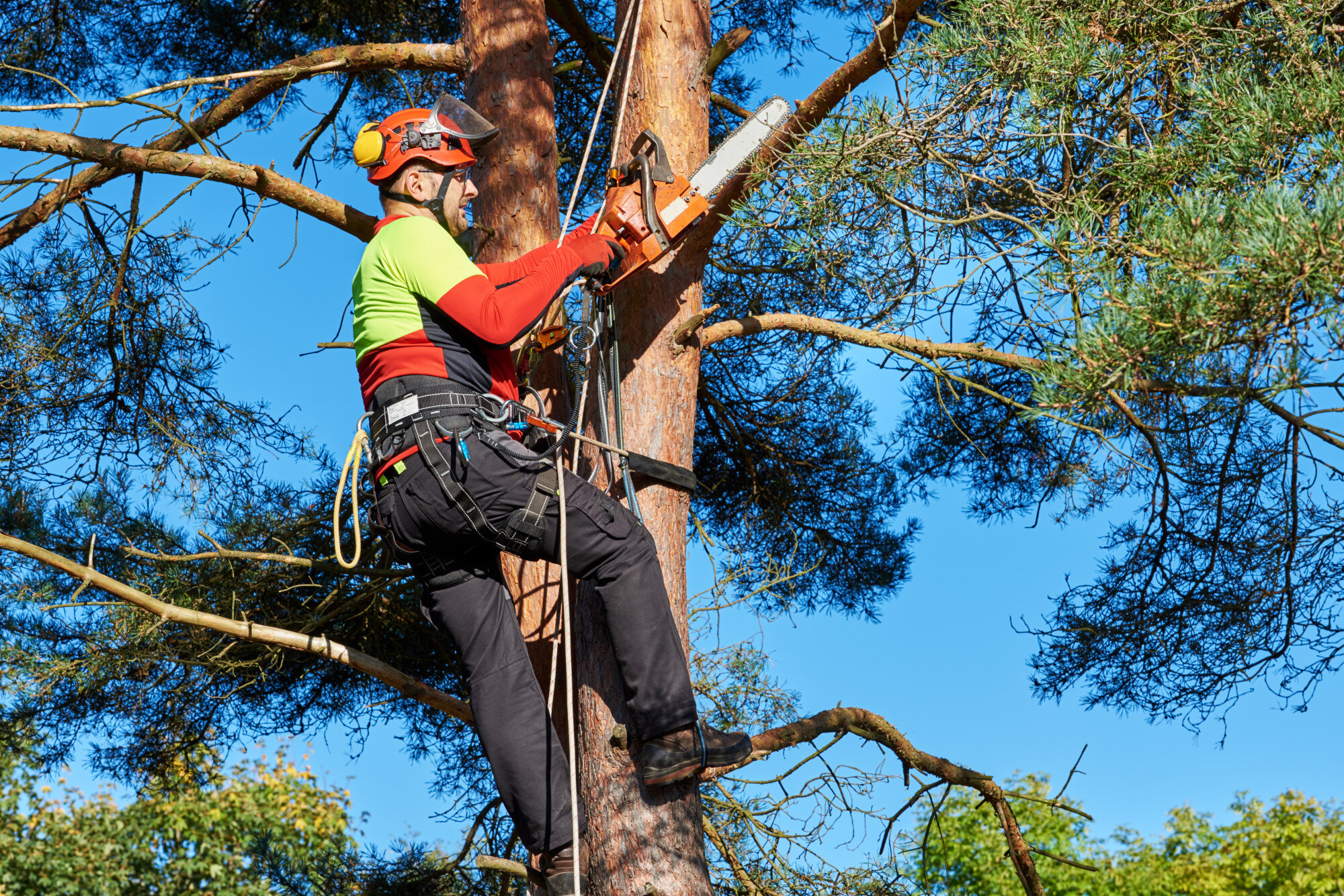 tree cutting service