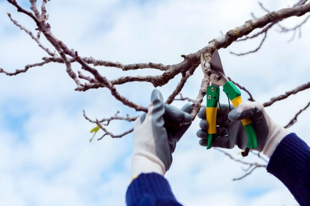 Finding Tree Pruning Near Me