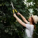 The Importance of Tree Pruning for Healthy Growth