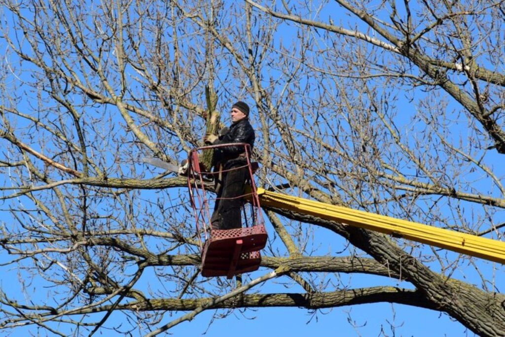 Finding Tree Pruning Near Me