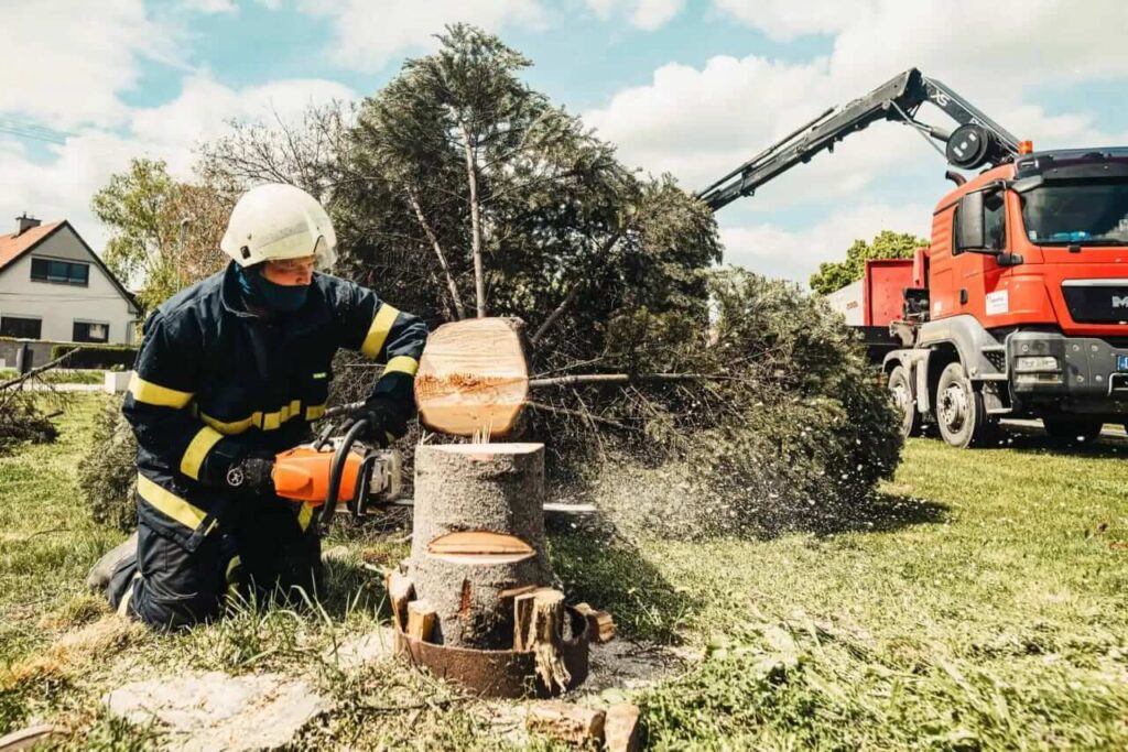 tree stump removal near me