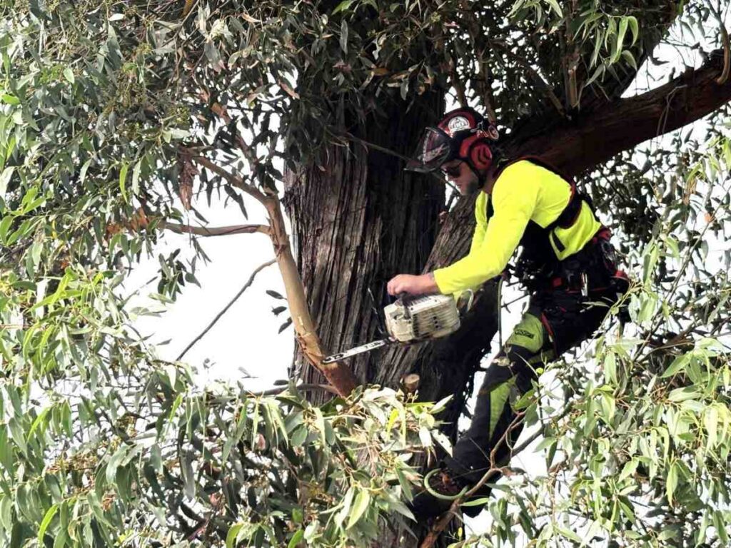 tree loppers near me