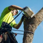 Tree Loppers Near Me: How To Choose The Right Provider