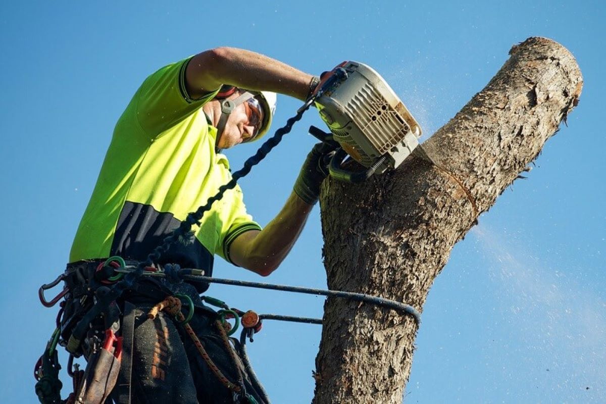 tree loppers near me
