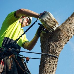 tree loppers near me